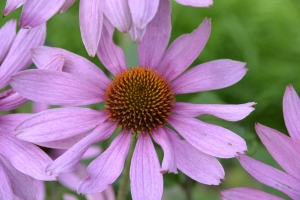 Echinacea