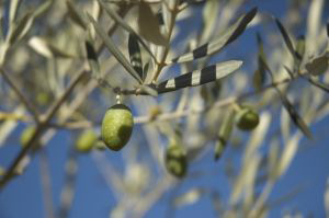 olive-leaf-extract