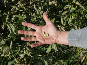 823562_soy_beans