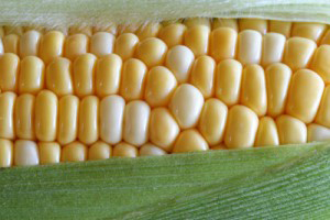 gmocorn-300x200
